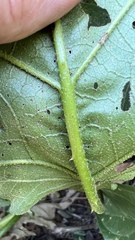 Solanum caricaefolium