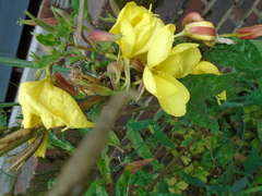 Oenothera indecora