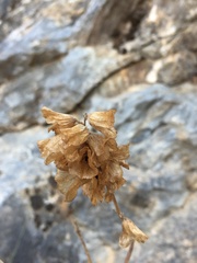 Salvia pomifera
