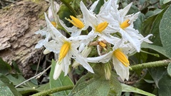 Solanum caricaefolium