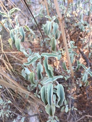 Salvia pomifera
