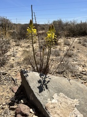Bulbine abyssinica