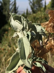 Salvia pomifera