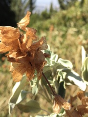 Salvia pomifera