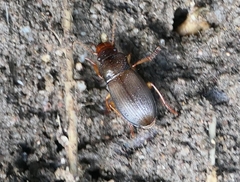 Harpalina