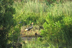 Balearica regulorum