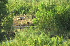 Balearica regulorum