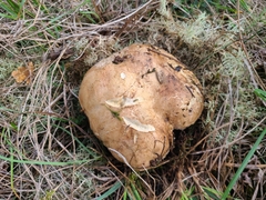 Caloboletus radicans