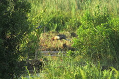 Balearica regulorum