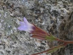 Plumbago caerulea