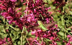 Selasphorus platycercus