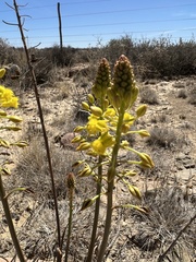 Bulbine abyssinica