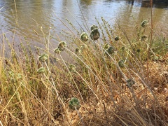 Allium chamaespathum