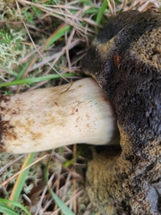 Caloboletus radicans
