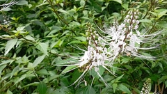 Orthosiphon aristatus