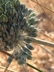 Allium chamaespathum