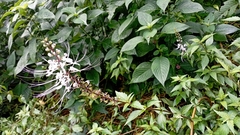 Orthosiphon aristatus