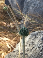 Allium chamaespathum