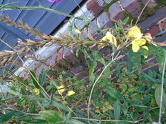 Oenothera indecora