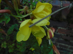 Oenothera indecora