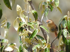 Sylviorthorhynchus yanacensis