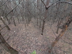 Mycetinis scorodonius