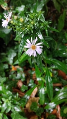 Symphyotrichum novi-belgii