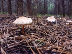 Mycetinis scorodonius