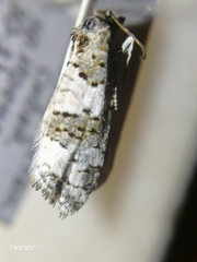 Xerocnephasia rigana