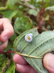 Macremphytus testaceus