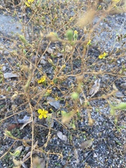 Deinandra pentactis