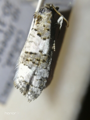 Xerocnephasia rigana