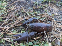 Pacifastacus leniusculus