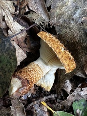 Leucopholiota