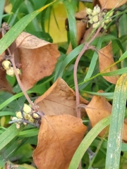 Symphoricarpos occidentalis