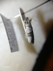 Xerocnephasia rigana