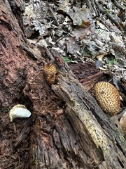 Leucopholiota