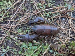 Pacifastacus leniusculus