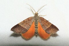 Mellilla xanthometata