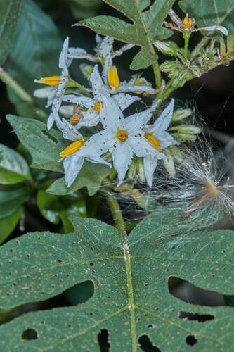 Solanum caricaefolium