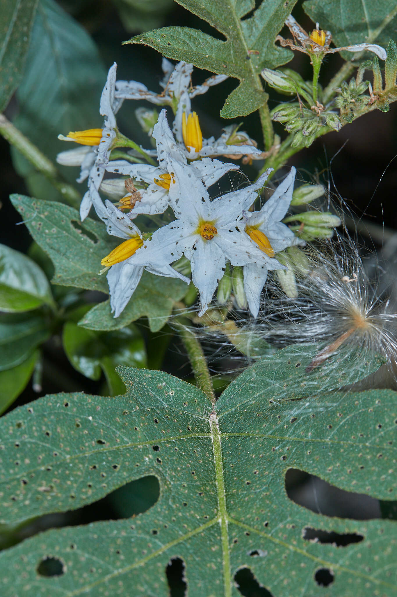 Solanum caricaefolium