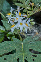 Solanum caricaefolium