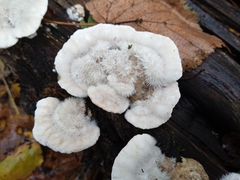 Trametes hirsuta