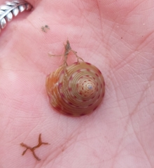 Calliostoma zizyphinum