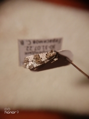 Xerocnephasia rigana