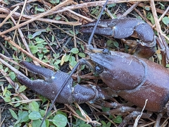 Pacifastacus leniusculus