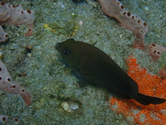 Stegastes adustus