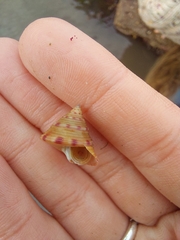 Calliostoma zizyphinum