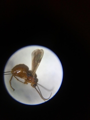 Braconinae