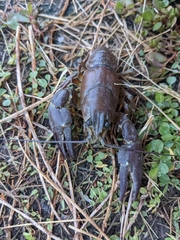 Pacifastacus leniusculus